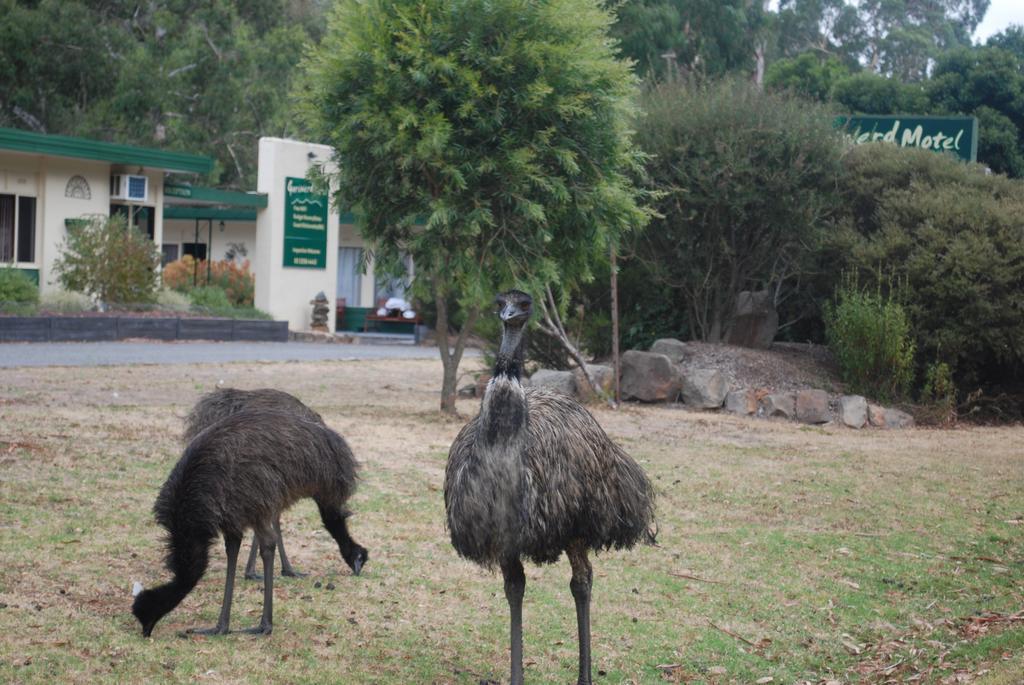 Gariwerd Motel Halls Gap Dış mekan fotoğraf