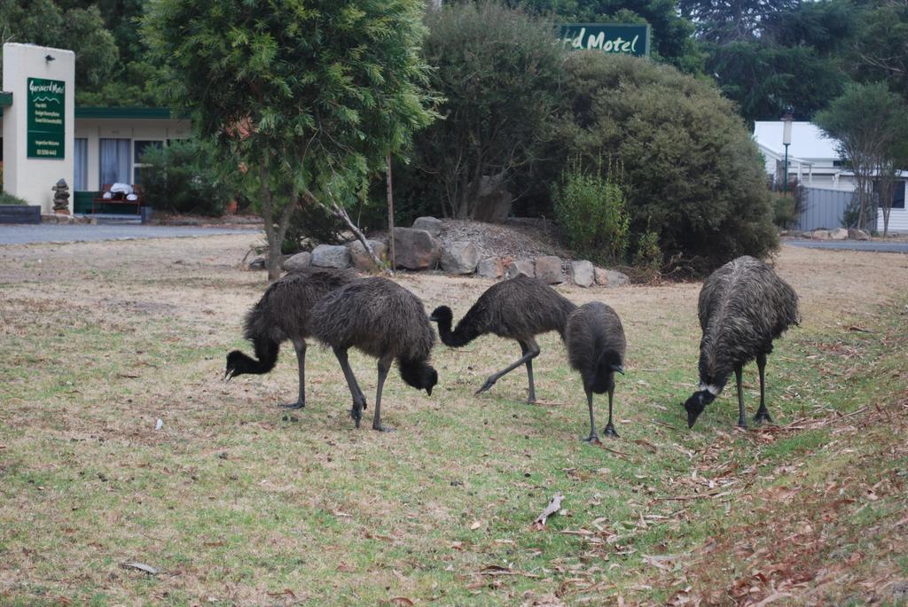 Gariwerd Motel Halls Gap Dış mekan fotoğraf